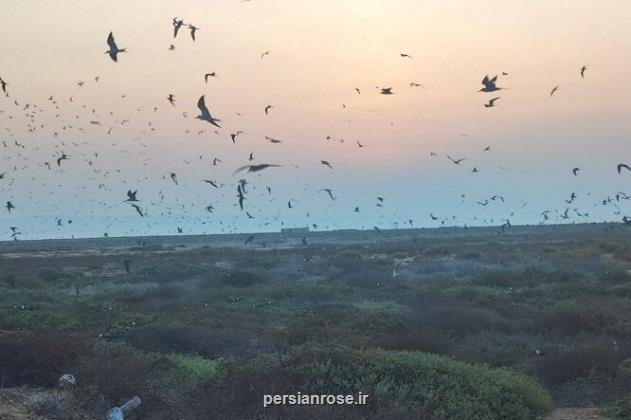 35 گونه پرنده مهاجر به ایران در لیست گونه های در معرض تهدید